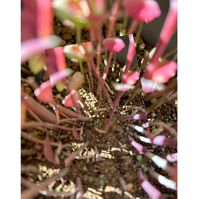 CoCo0617さんの部屋