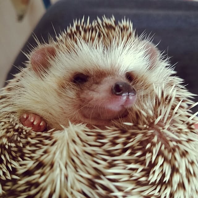 kuruさんの実例写真