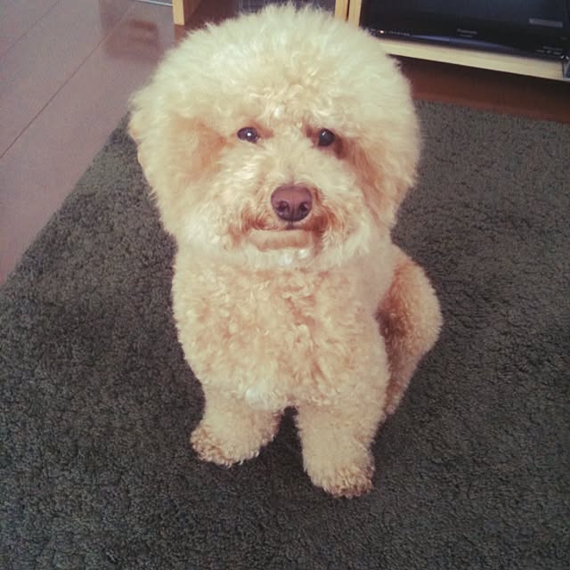 becchanさんの実例写真