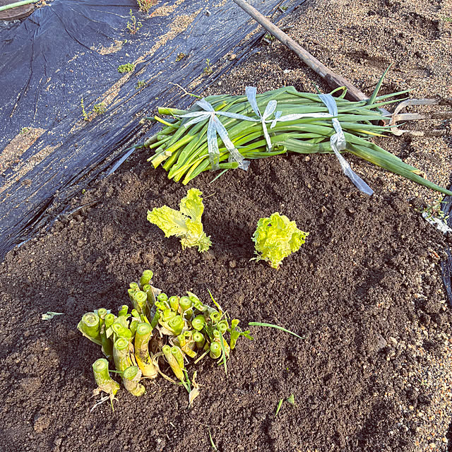 ayayayayaさんの実例写真