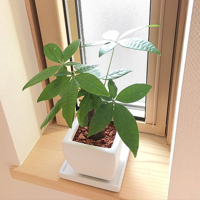 shukihoさんの実例写真