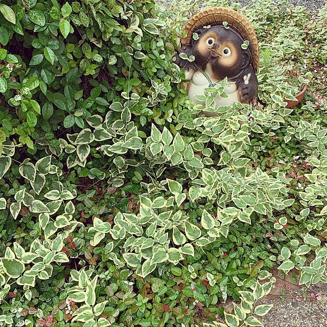 HAPPYさんの実例写真