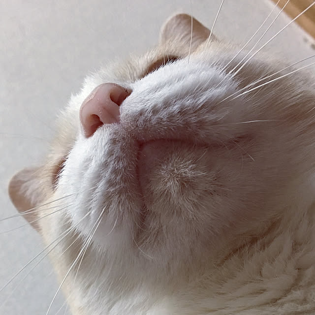 jaja.mamepukuさんの実例写真