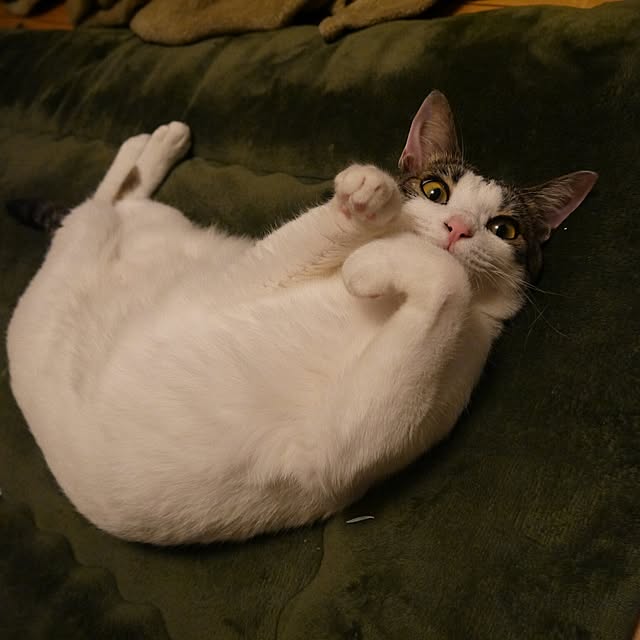 yossyさんの実例写真