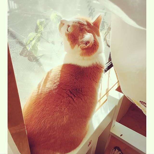 mintcatさんの実例写真