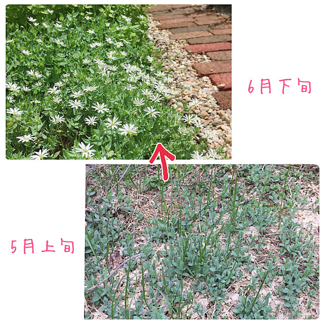 kotoriさんの実例写真