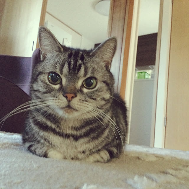 richanさんの実例写真