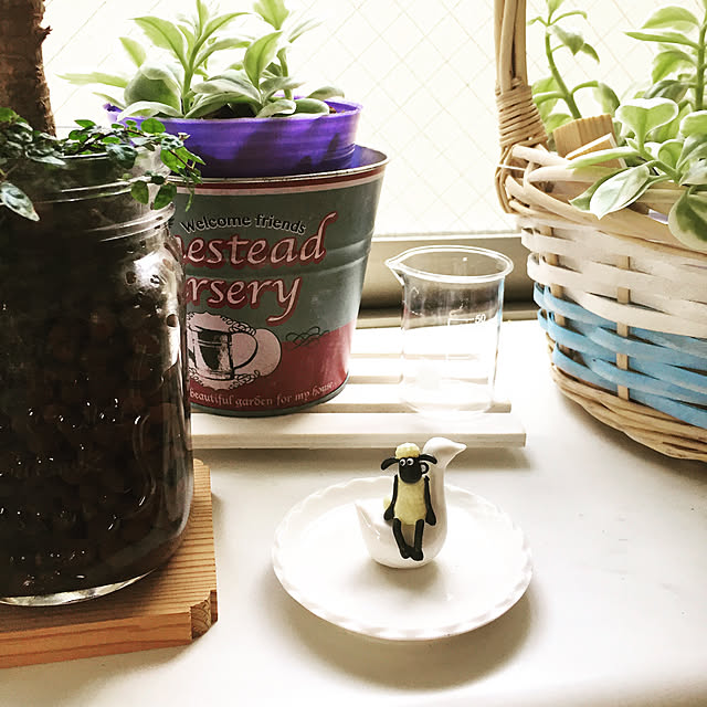 棚/観葉植物/100均/ダイソー/多肉植物...などのインテリア実例 - 2019-01-15 23:45:01