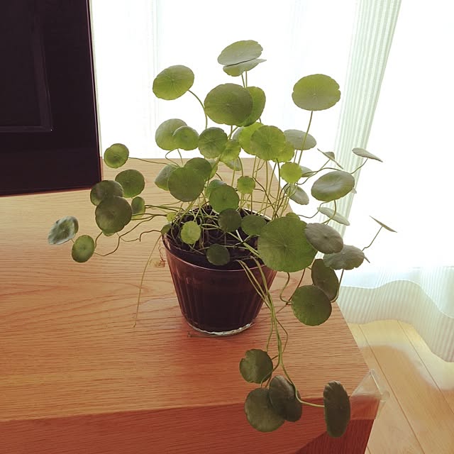 takaさんの実例写真