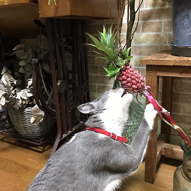 mucc08さんの実例写真