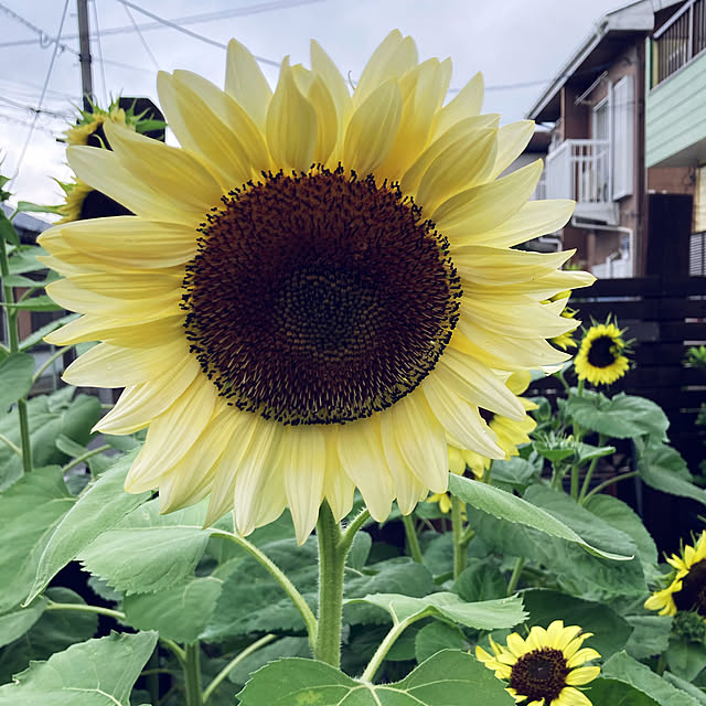 晴れていたら映そう/タキイの種/ひまわり ホワイトナイト/花壇６号/庭...などのインテリア実例 - 2022-07-15 11:08:54