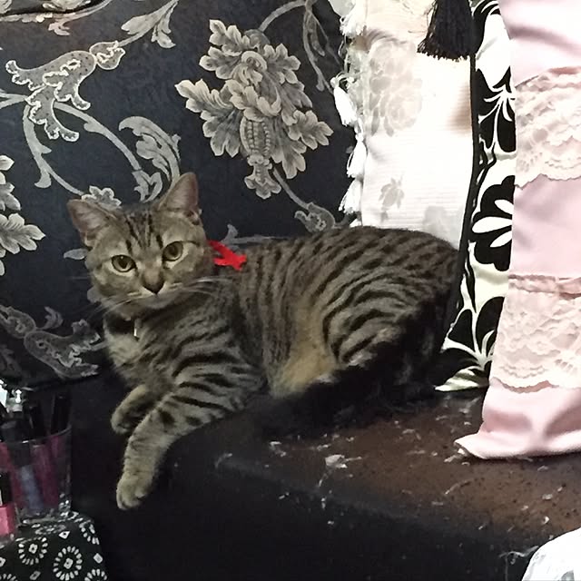 catwomanさんの実例写真