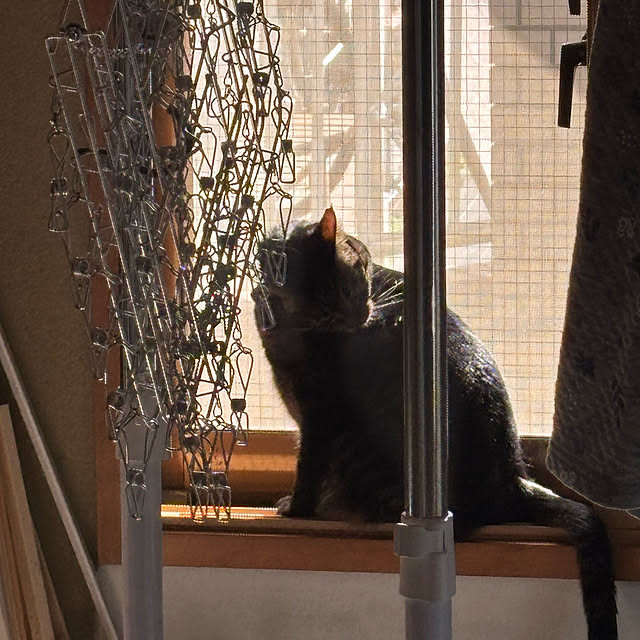 momocchiさんの実例写真