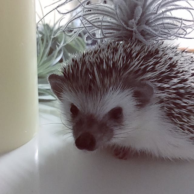 saokoさんの実例写真