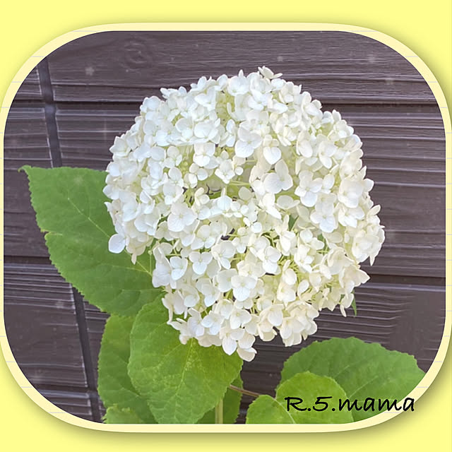 R.5.mamaさんの実例写真