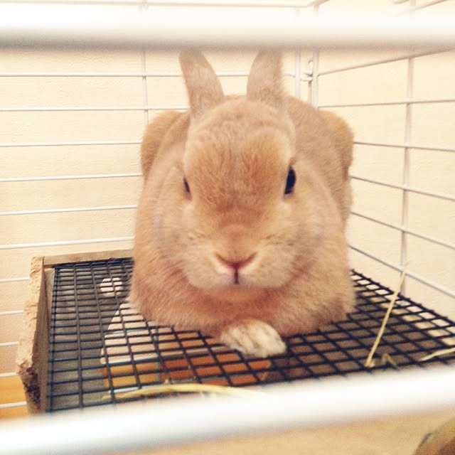 misakiさんの実例写真