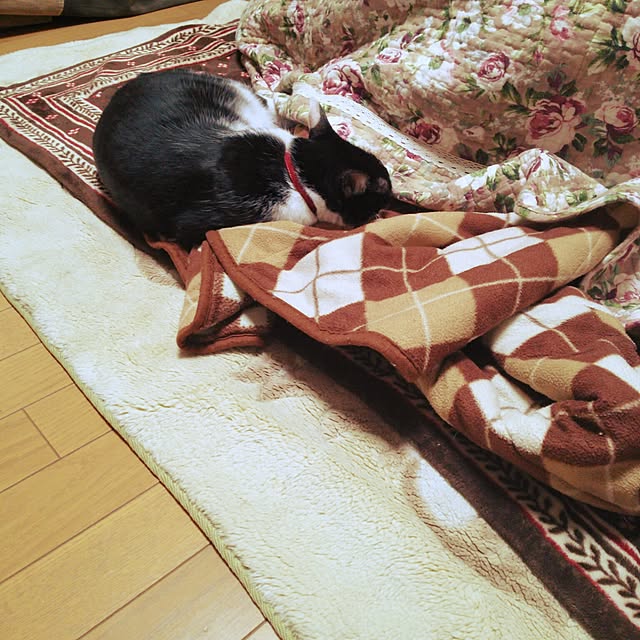 oliveさんの実例写真