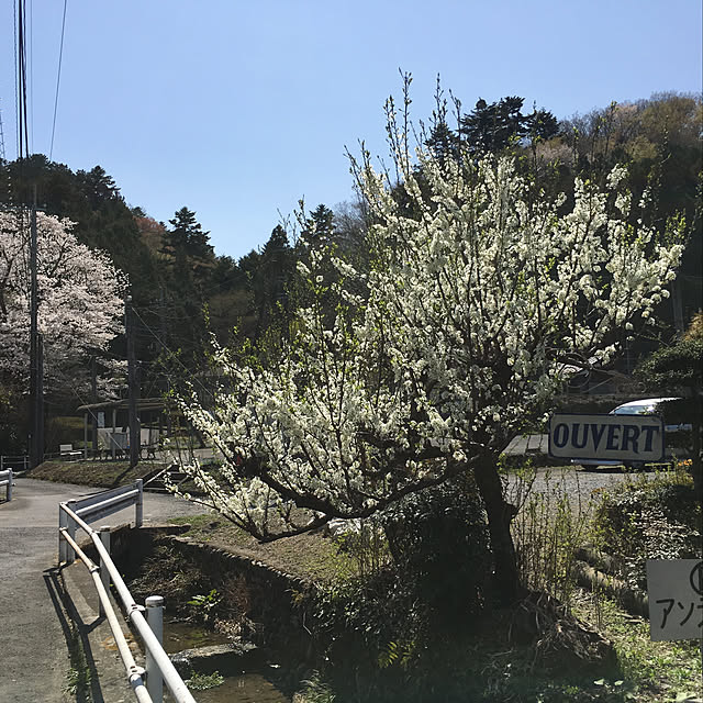 実例写真
