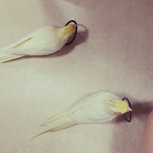ANTENNAさんの実例写真
