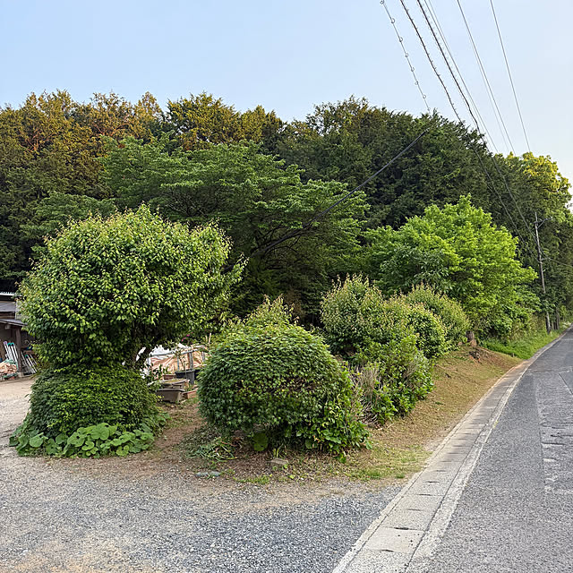 実例写真