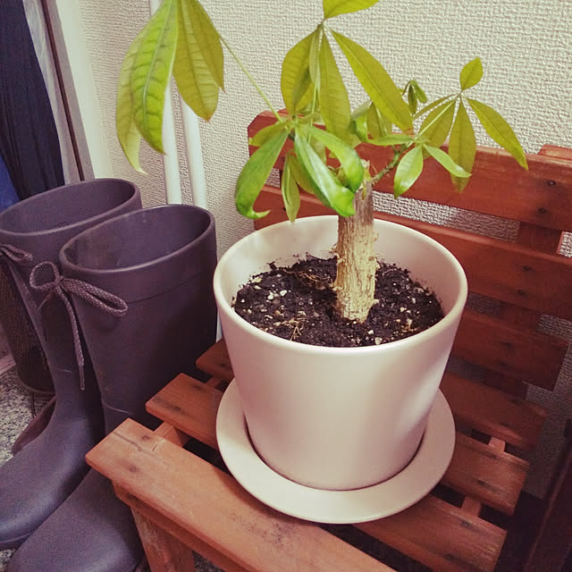 korohukumamanさんの実例写真