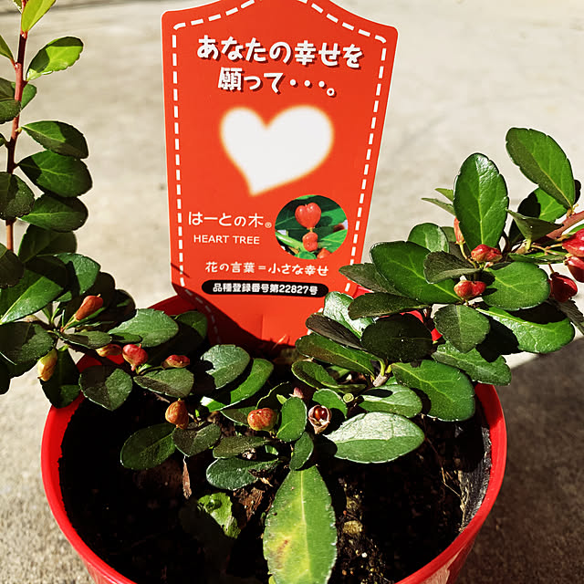 eshinobumさんの実例写真