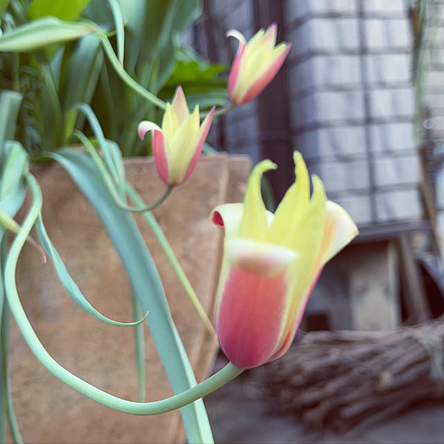 botanさんの実例写真
