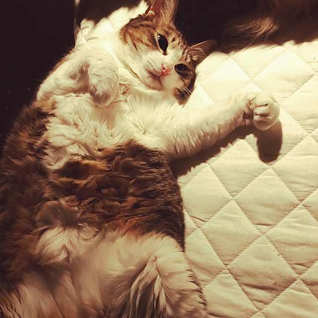 bellさんの実例写真