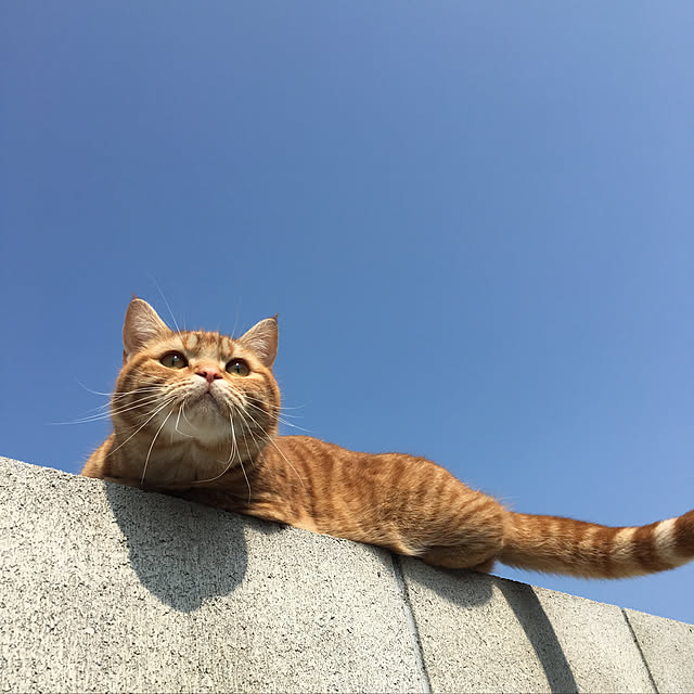 nekoさんの実例写真
