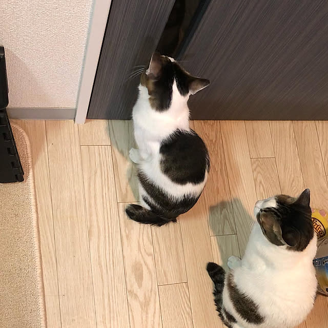 melmelさんの実例写真