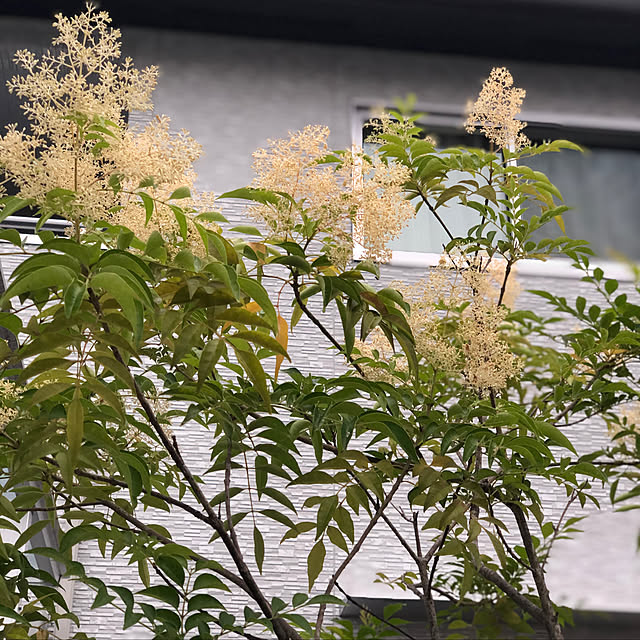 michiさんの実例写真
