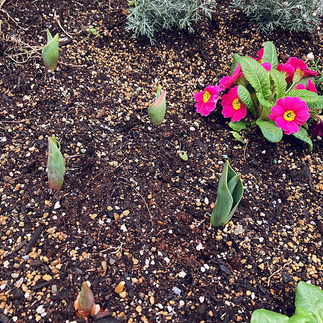 チューリップの芽/チューリップの球根/趣味/癒し/花壇寄せ植え...などのインテリア実例 - 2023-02-11 00:26:34