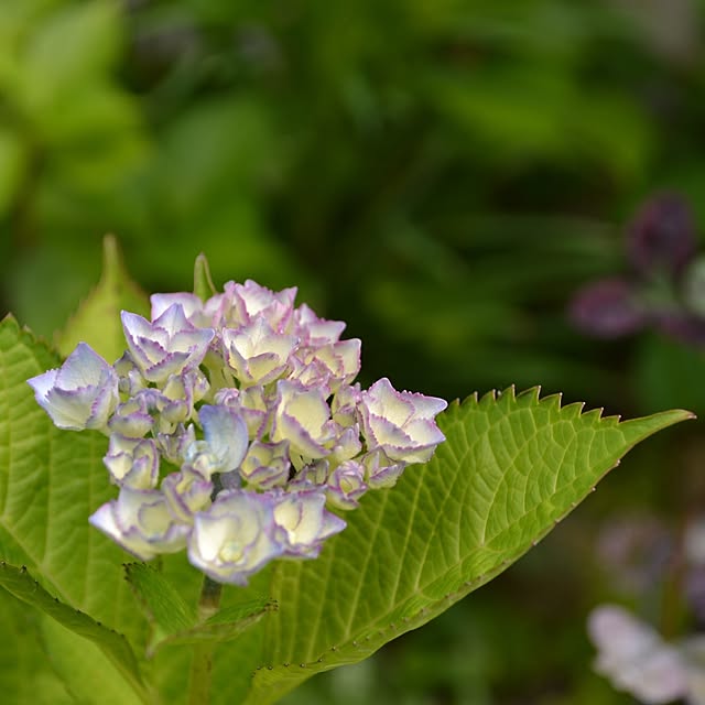 キッチン/庭/紫陽花/花のある暮らし/お花がある暮らし...などのインテリア実例 - 2024-06-12 10:22:14