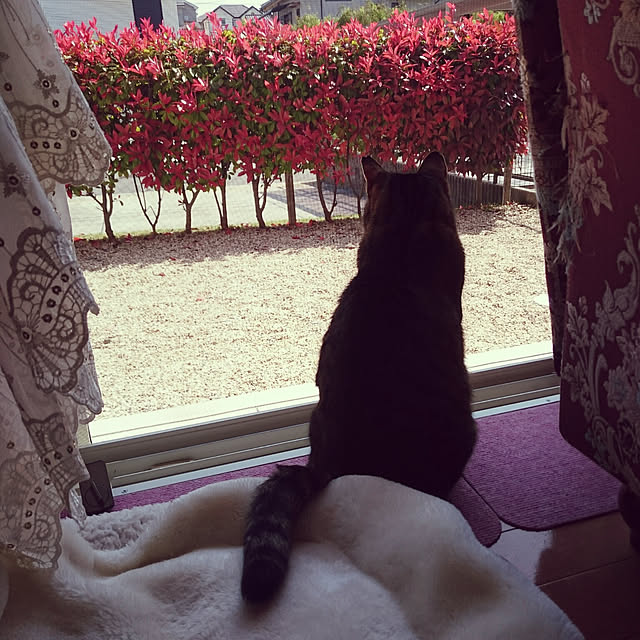 lilyさんの実例写真