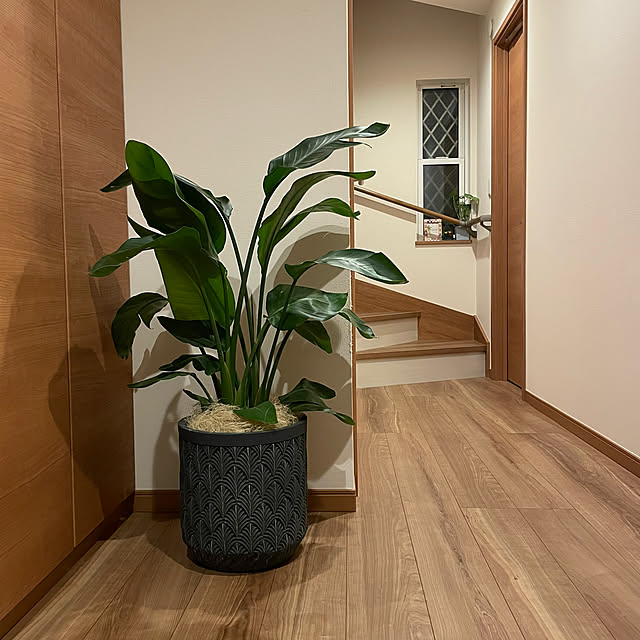 観葉植物のある部屋 オーガスタのおすすめ商品とおしゃれな実例 観葉植物のある部屋 オーガスタのおすすめ商品とおしゃれな実例