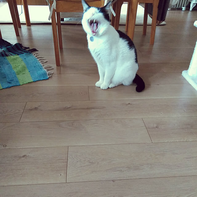 futukoさんの実例写真