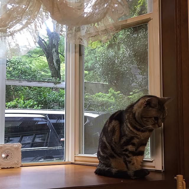 リビング/猫好き❤/いつも、ありがとうございますのインテリア実例 - 2017-07-17 22:45:34