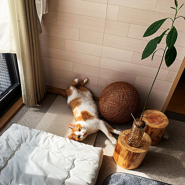 sanaさんの実例写真