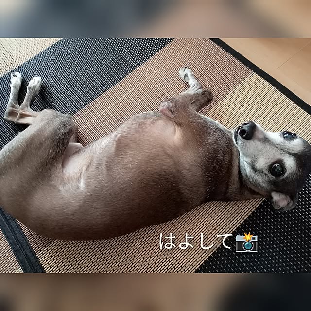 moruさんの部屋
