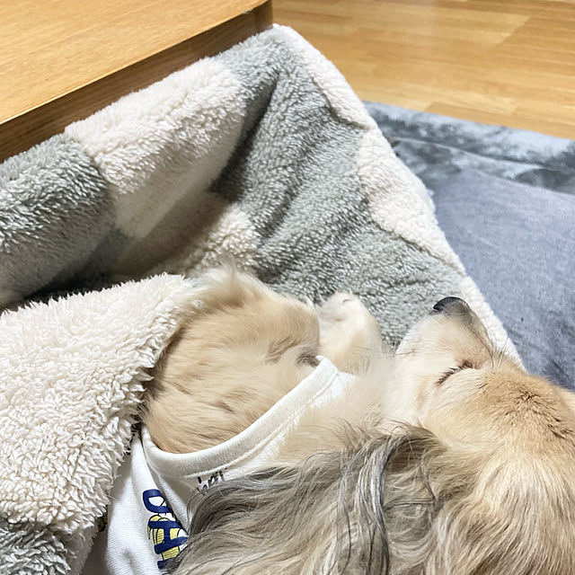 chachamamaさんの実例写真