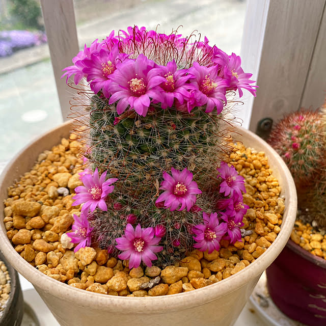 玄関/入り口/サボテンの花が咲きました♥/サボテン♡/手作りの庭/手作りウッドデッキ...などのインテリア実例 - 2024-04-27 07:29:53