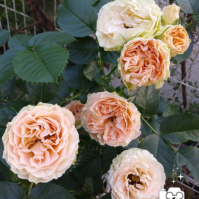 kaochanさんの実例写真
