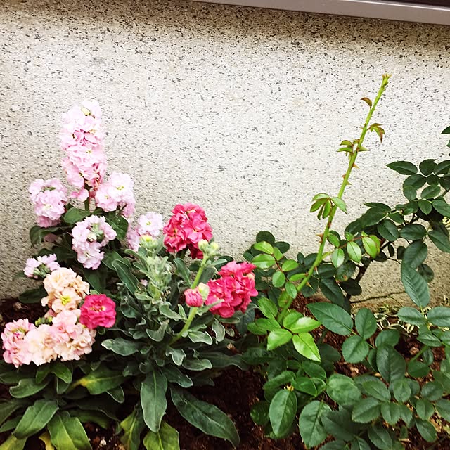 Yukariさんの実例写真