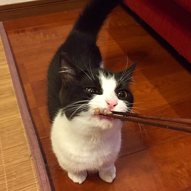 butachanさんの実例写真