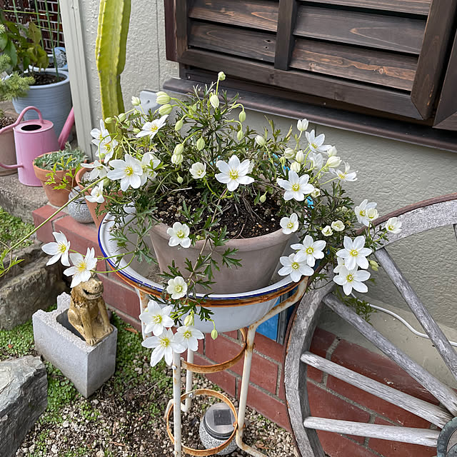 shin0719さんの実例写真