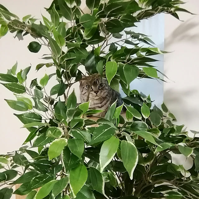 marutinoさんの実例写真
