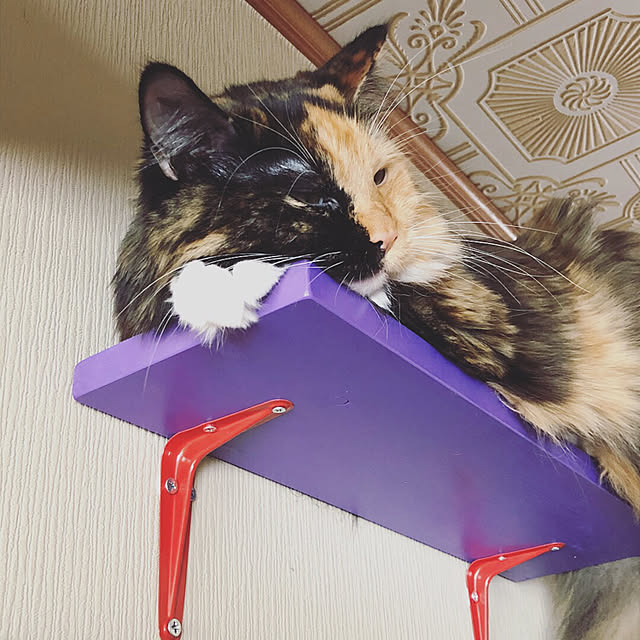 nekobusさんの実例写真
