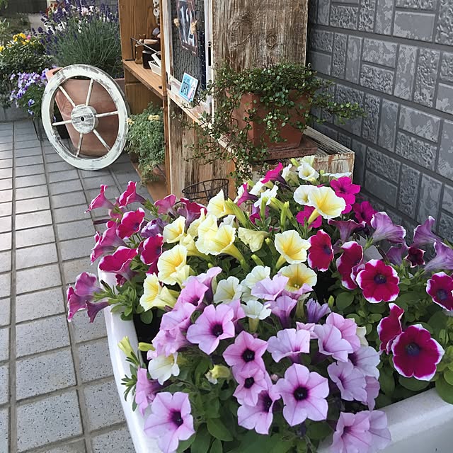 suzukoさんの実例写真