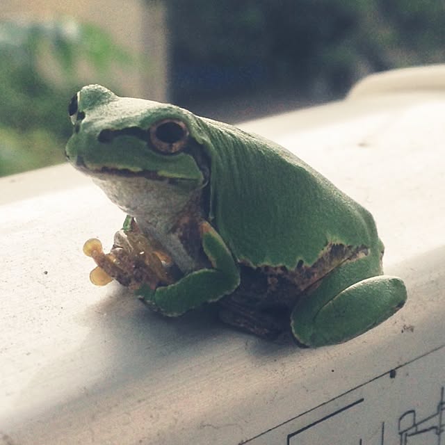 frogさんの実例写真