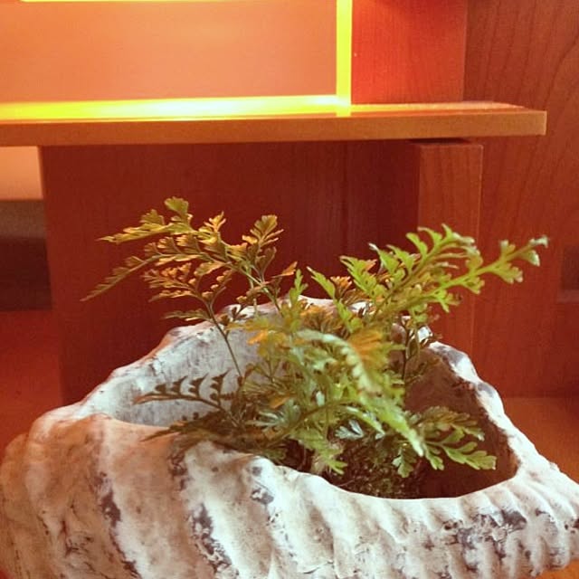 Kazueさんの実例写真
